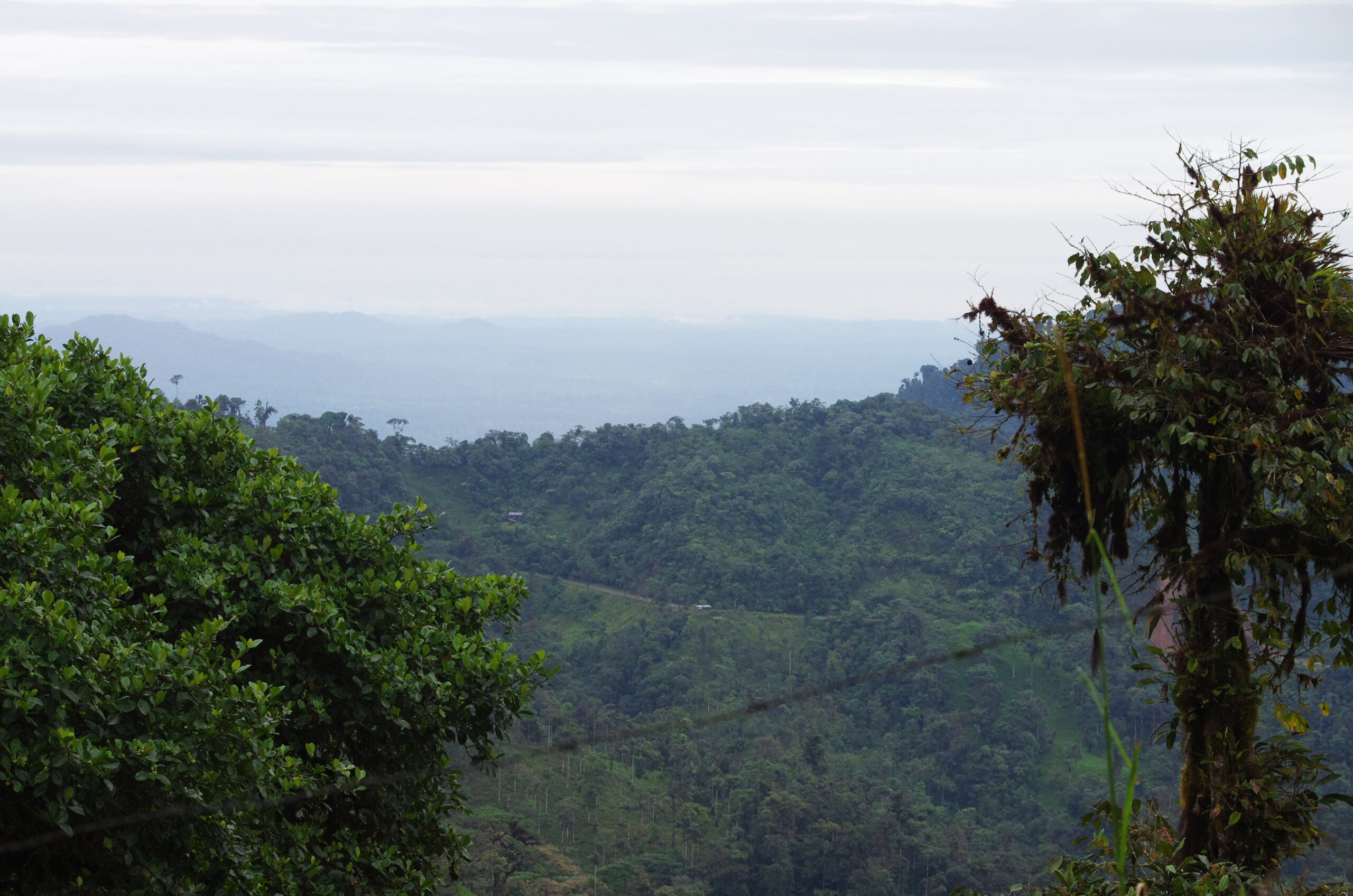 Consulta popular en Ecuador El futuro del Chocó Andino en la balanza