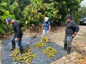 Muestreo por cuarteo de raquis de banano